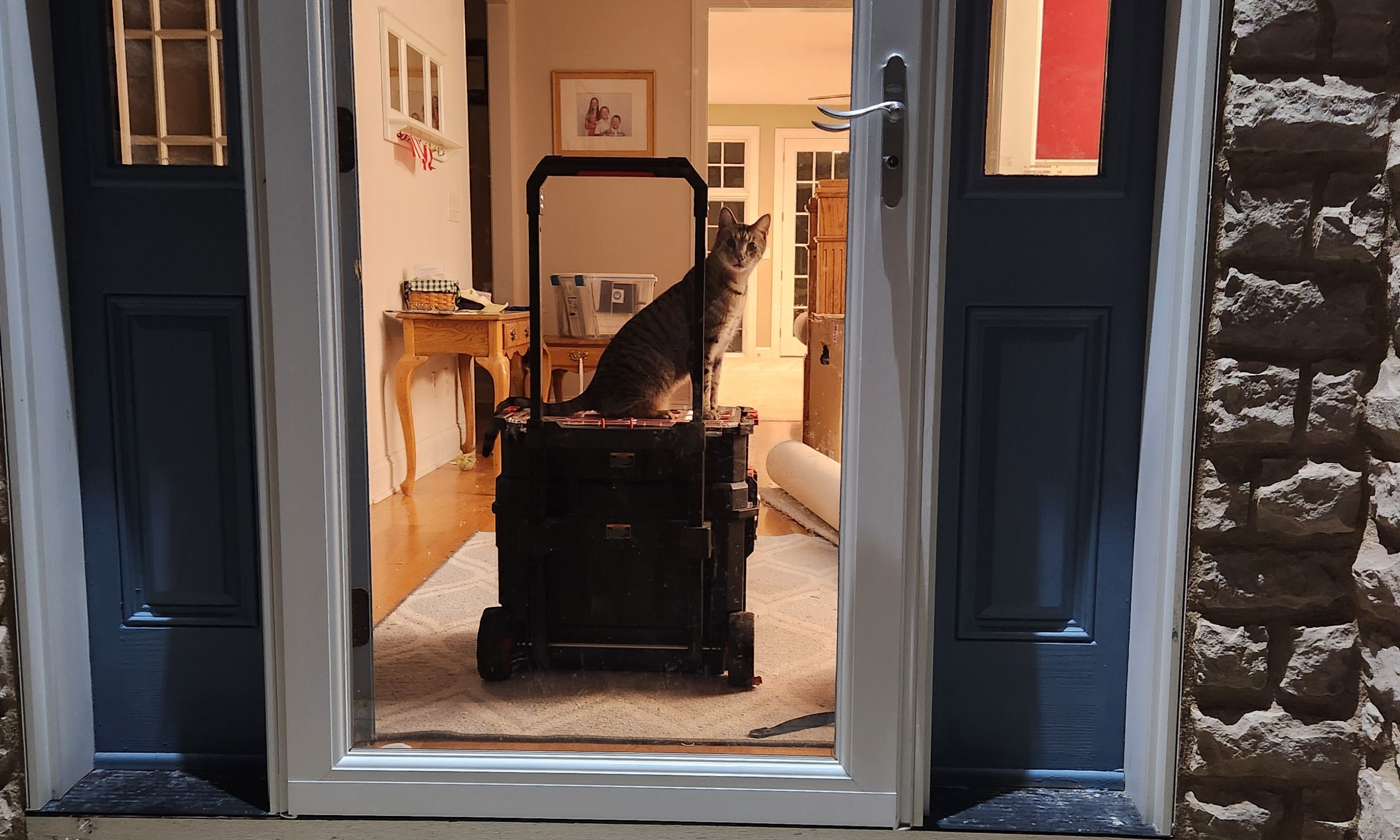 Zeke the cat riding the mobile lab